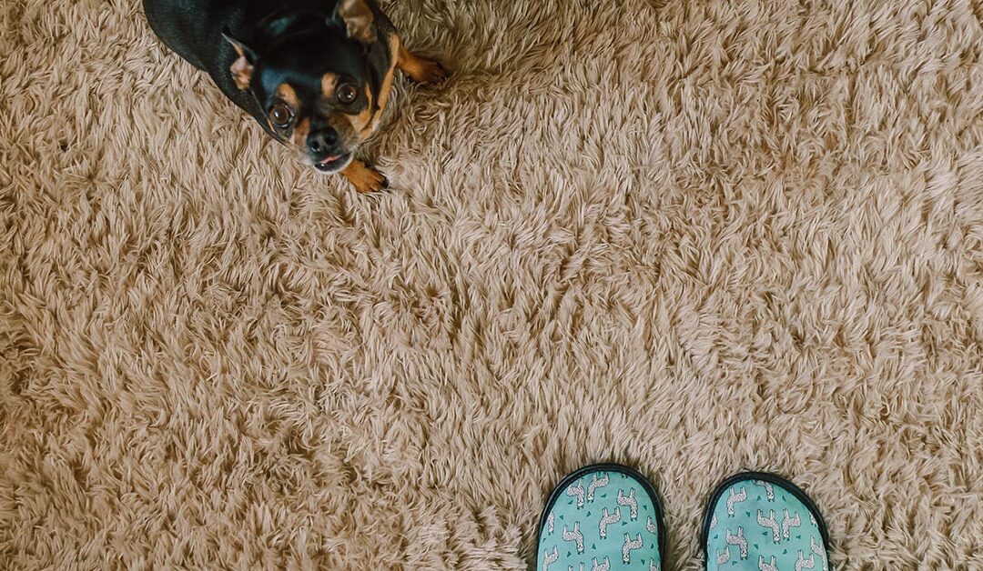 Debunking Common Myths: The Facts About Carpet Cleaning