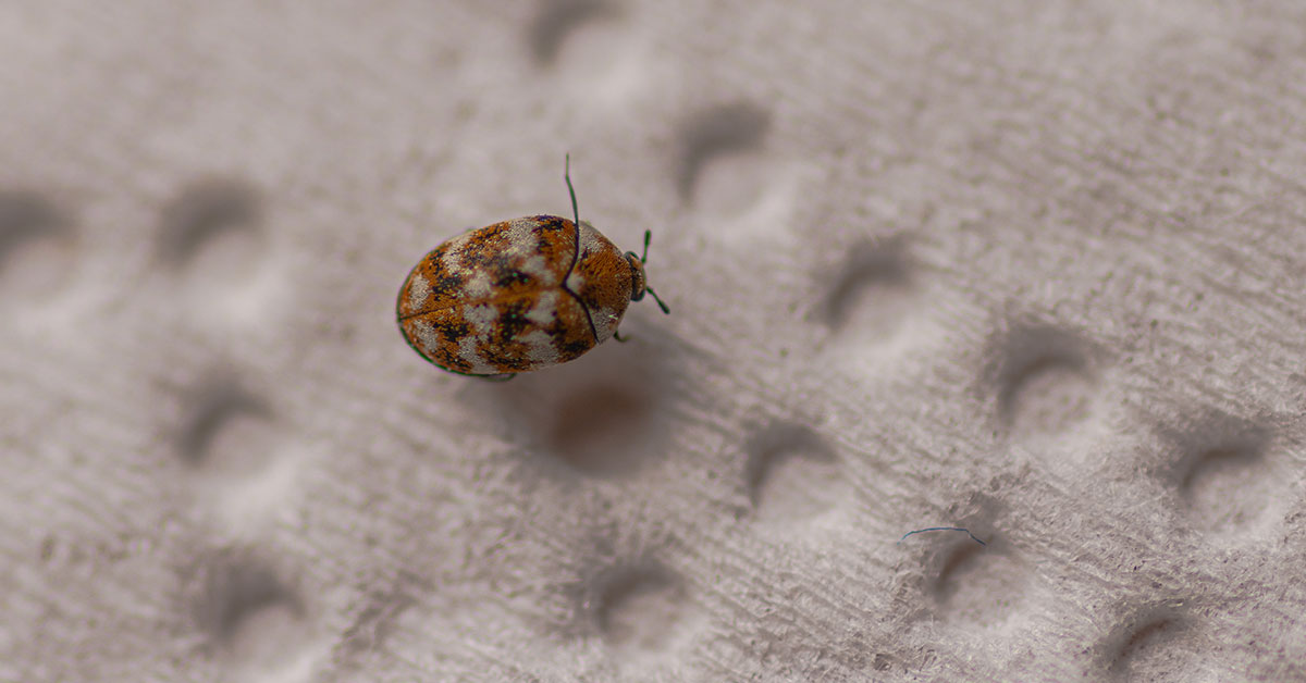 overhead view of carpet beetle on carpet