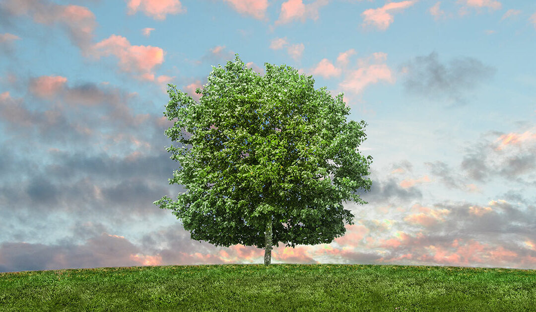 Green Carpet Care: Certifications, Resource Savings And More