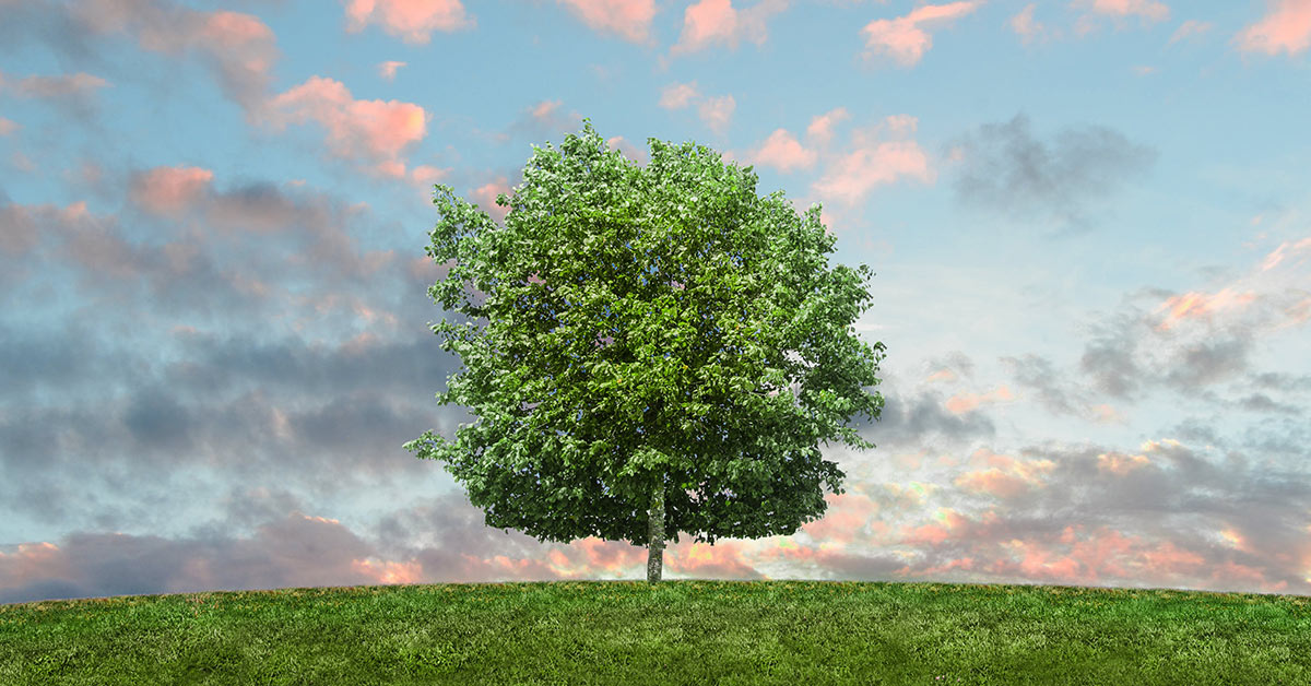 green carpet care: certifications, resource, savings and more