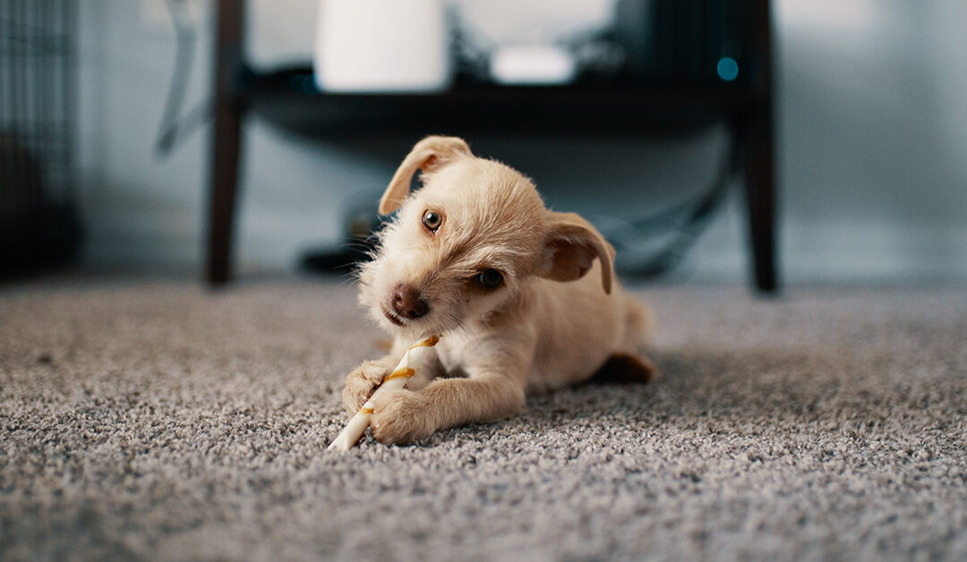 Have Pet, Will Travel: How To Clean Pet Stains From Carpet In Hotels