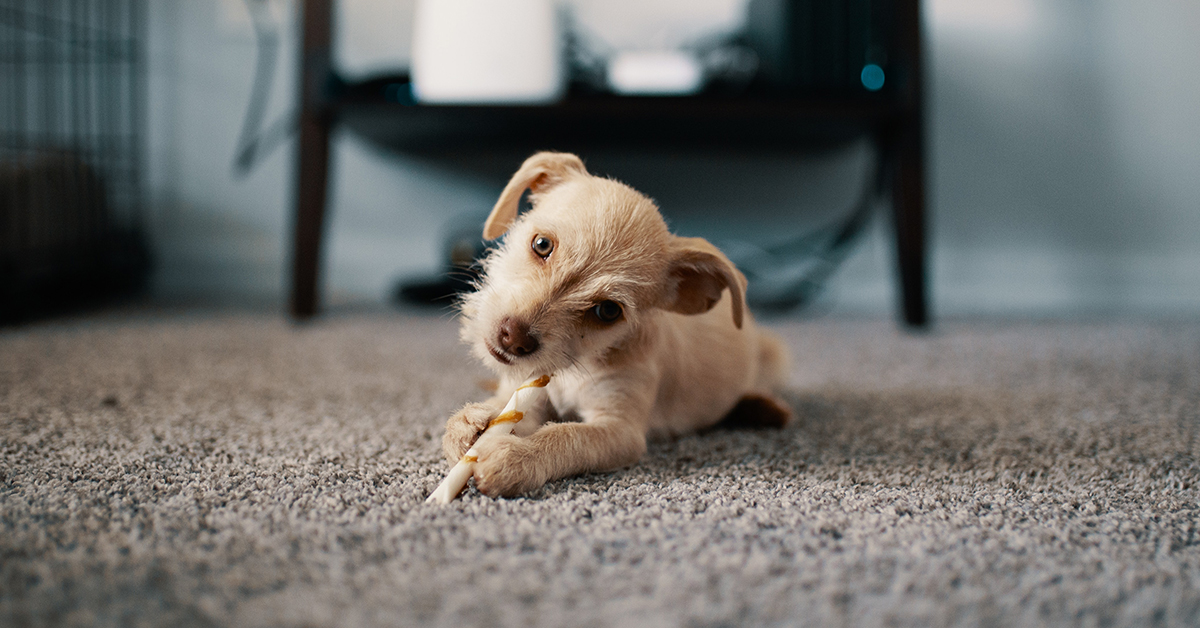 have pet will travel- how to clean pet stains from carpet in hotels