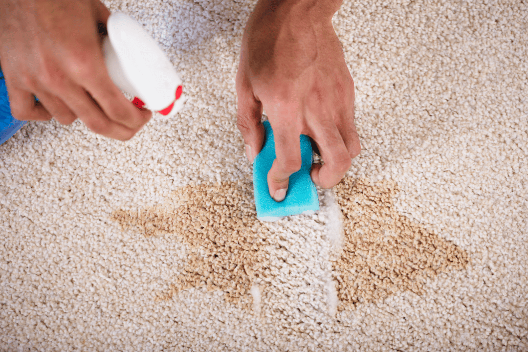 carpet spot removal using cleaning solution and sponge